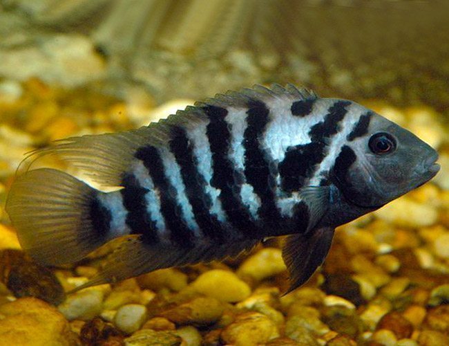 A black-and-white striped convict cichlid swimming among aquarium rocks